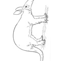 aardvark-coloring-pages-016.jpg