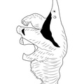 aardvark-coloring-pages-022.jpg