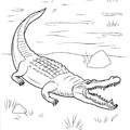 alligator-coloring-pages-001.jpg