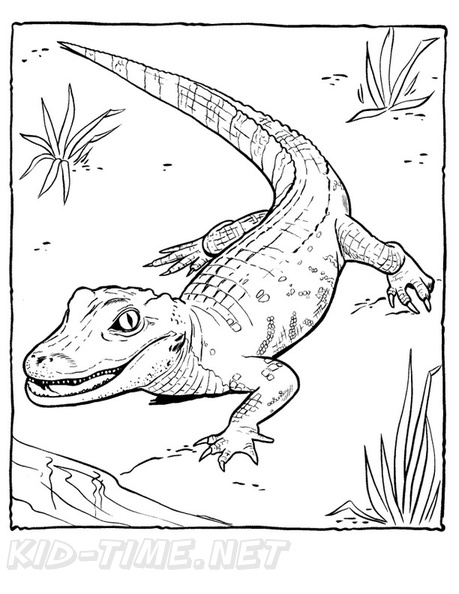 alligator-coloring-pages-028.jpg