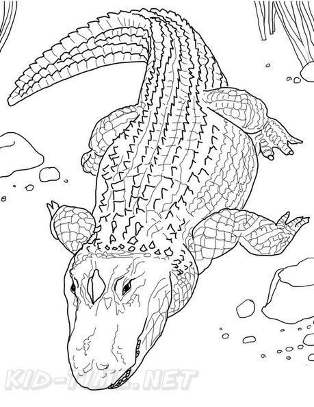 alligator-coloring-pages-045.jpg