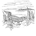 alligator-coloring-pages-053.jpg