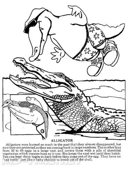 alligator-coloring-pages-054.jpg