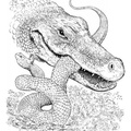 alligator-coloring-pages-090.jpg