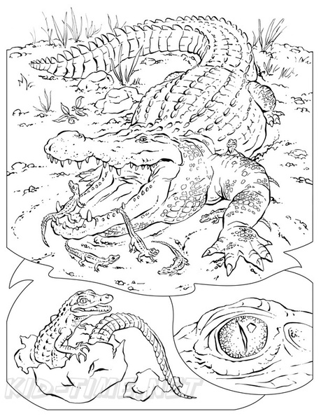 alligator-coloring-pages-095.jpg
