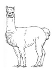 Alpaca Coloring Book Page