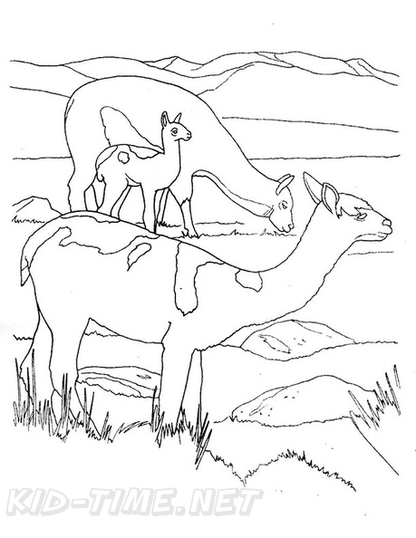 Alpaca_Coloring_Book_Pages_03.jpg