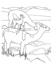 Alpaca Coloring Book Page
