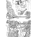 amazon-rainforest-animals-coloring-pages-011.jpg