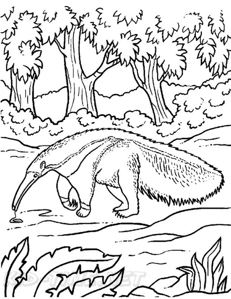 anteater-coloring-pages-018.jpg