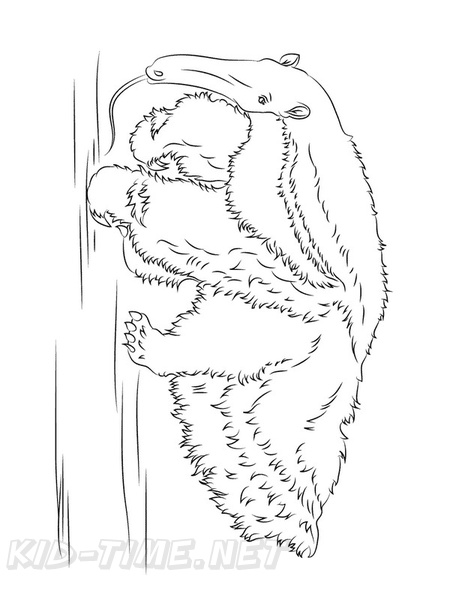 anteater-coloring-pages-024.jpg