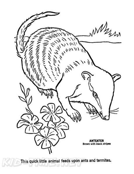 anteater-coloring-pages-027.jpg