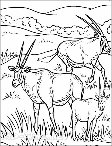 antelope-coloring-pages-004.jpg