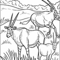 antelope-coloring-pages-004.jpg