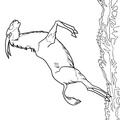 antelope-coloring-pages-009.jpg