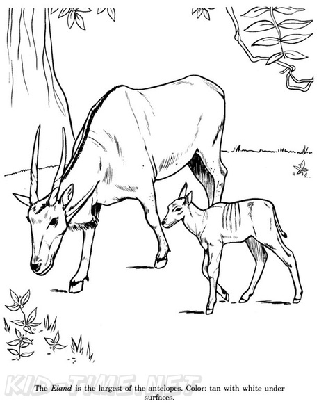 antelope-coloring-pages-011.jpg