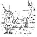 antelope-coloring-pages-013.jpg