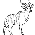 antelope-coloring-pages-015.jpg