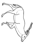 Antelope Coloring Book Page