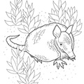 armadillo-coloring-pages-002.jpg