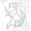 armadillo-coloring-pages-017.jpg
