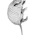 armadillo-coloring-pages-030.jpg