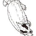 Badger Coloring Book Page
