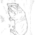 badger-coloring-pages-013.jpg