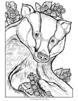 Badger Coloring Book Page
