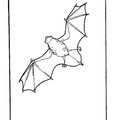 bat-coloring-pages-010.jpg