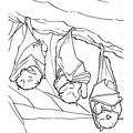 bats-coloring-pages-101.jpg