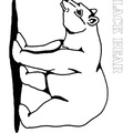 Black Bear Coloring Book Page