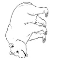 grizzly-bear-coloring-pages-049.jpg