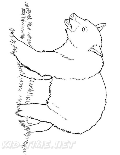 Grizzly Bear Coloring Book Page