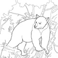 grizzly-bear-coloring-pages-088.jpg