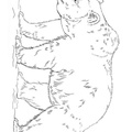 grizzly-bear-coloring-pages-094.jpg