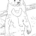 grizzly-bear-coloring-pages-099.jpg