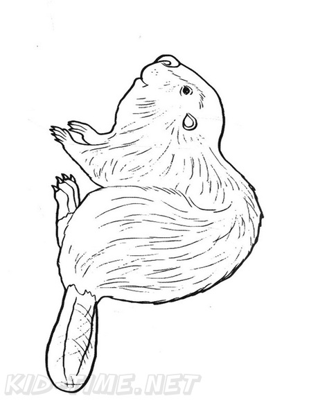 beaver-coloring-pages-024.jpg