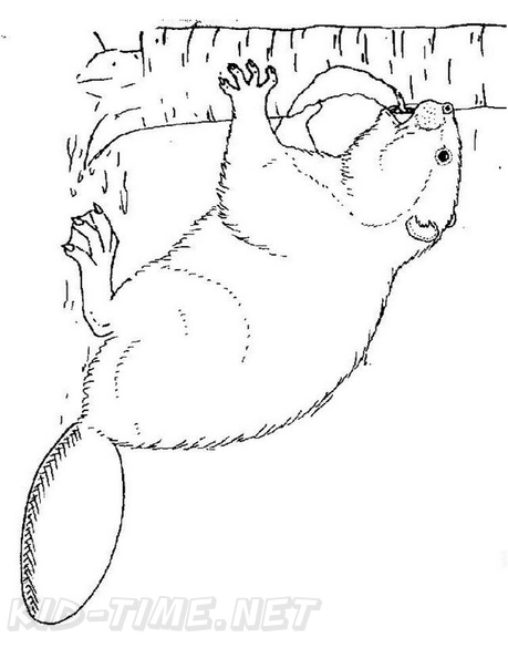 beaver-coloring-pages-025.jpg