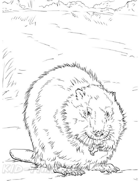 beaver-coloring-pages-031.jpg