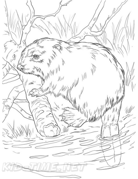beaver-coloring-pages-032.jpg