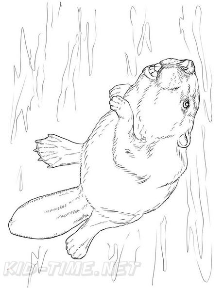 beaver-coloring-pages-036.jpg