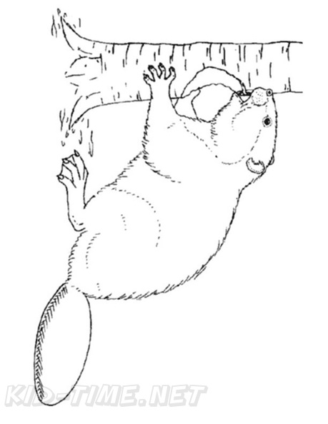beaver-coloring-pages-053.jpg