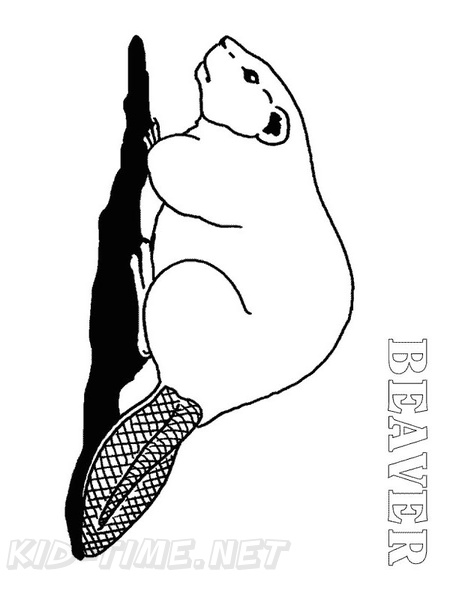 beaver-coloring-pages-058.jpg