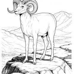 Bighorn Sheep Ram