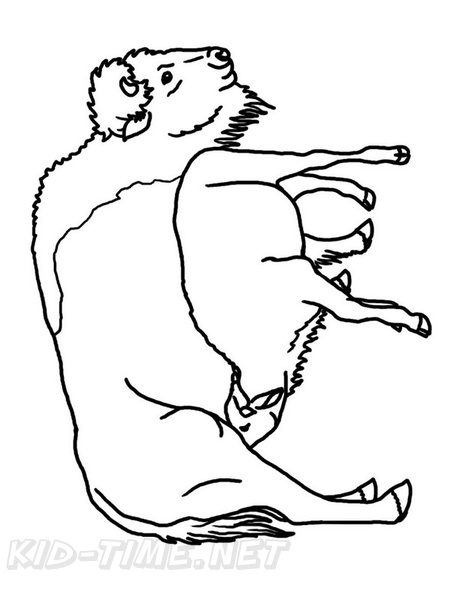Bison Coloring Book Page