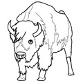 bison-coloring-pages-014.jpg