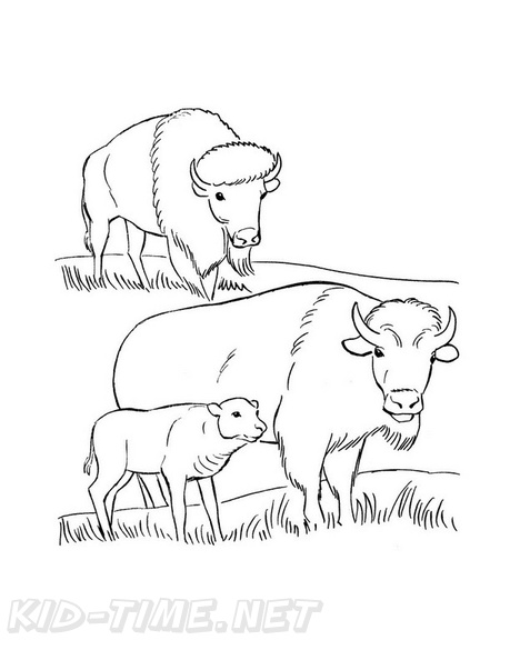 Bison Coloring Book Page