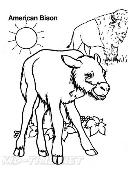 bison-coloring-pages-034.jpg