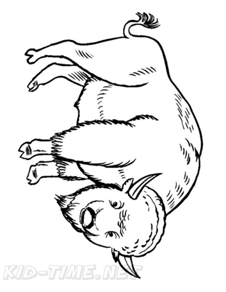 Bison Coloring Book Page